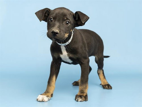 BEN GRIMM, an adoptable Rottweiler in Phoenix, AZ