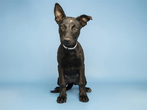 NIGHTWING, an adoptable Labrador Retriever in Phoenix, AZ