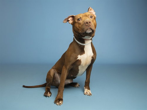 YAM, an adoptable American Pit Bull Terrier in Phoenix, AZ