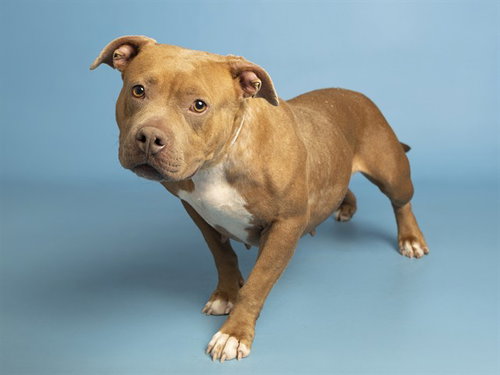 MADONNA, an adoptable American Pit Bull Terrier in Phoenix, AZ