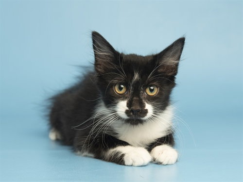 THOMAS, an adoptable Domestic Medium Hair in Phoenix, AZ