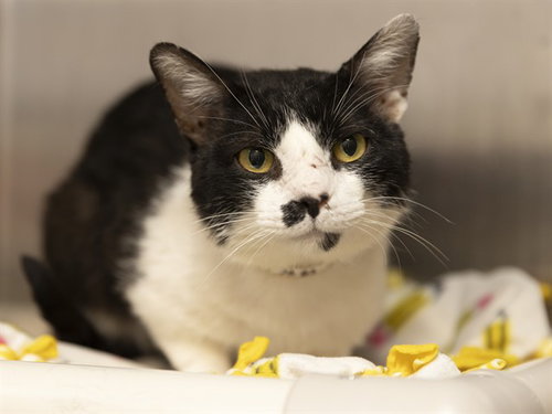 NEMO, an adoptable Domestic Short Hair in Phoenix, AZ