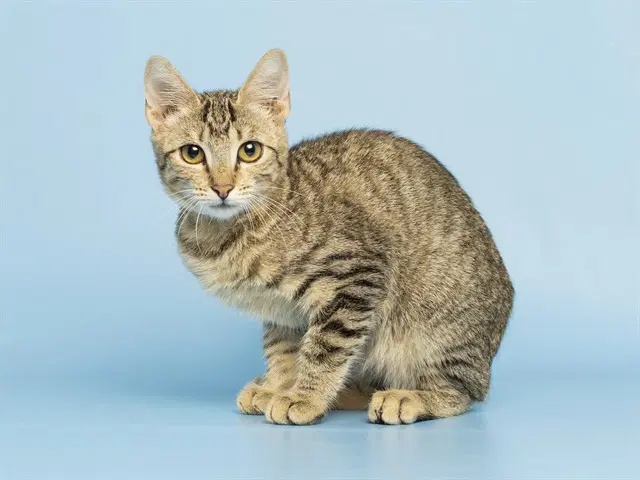 Becca - Domestic Short Hair