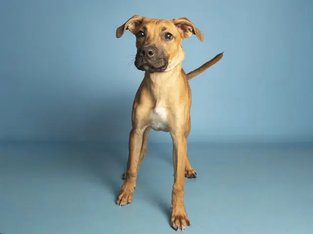 Coco - Boxer