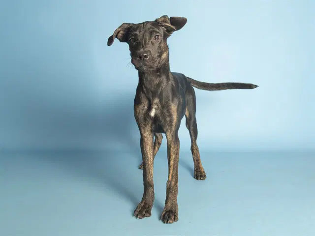 Kyla - Boxer