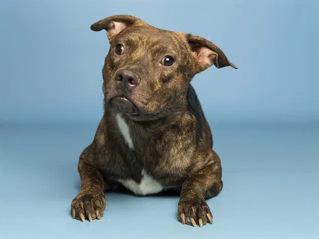 Kidd - American Pit Bull Terrier