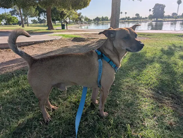 Chachi - Chihuahua