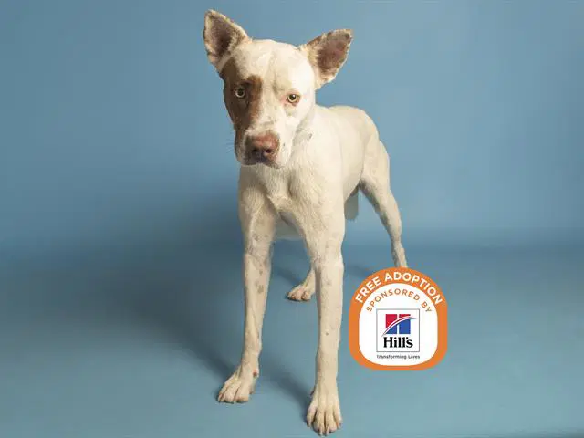 Tyrion - American Pit Bull Terrier