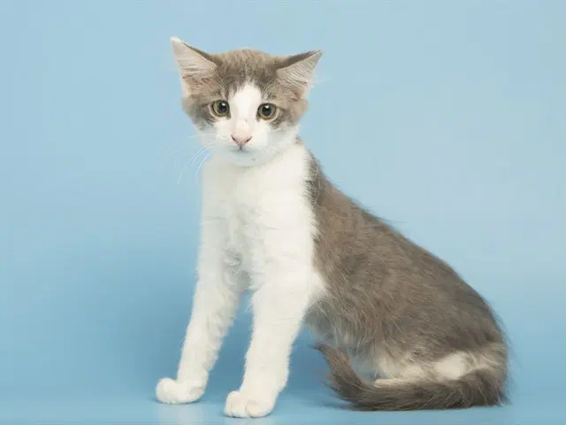 Stevie - Domestic Short Hair