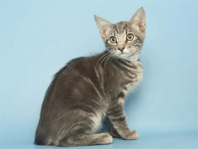 James - Domestic Short Hair