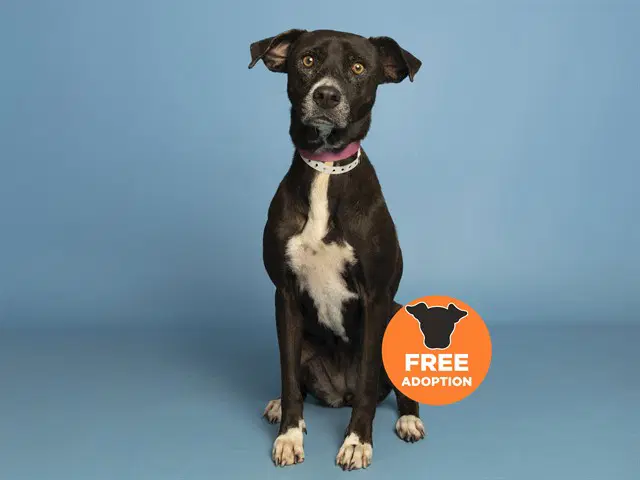 Betty - American Pit Bull Terrier