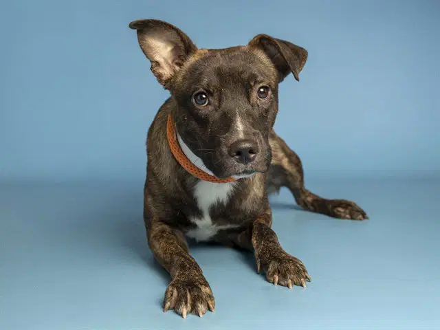 Stripes - American Pit Bull Terrier