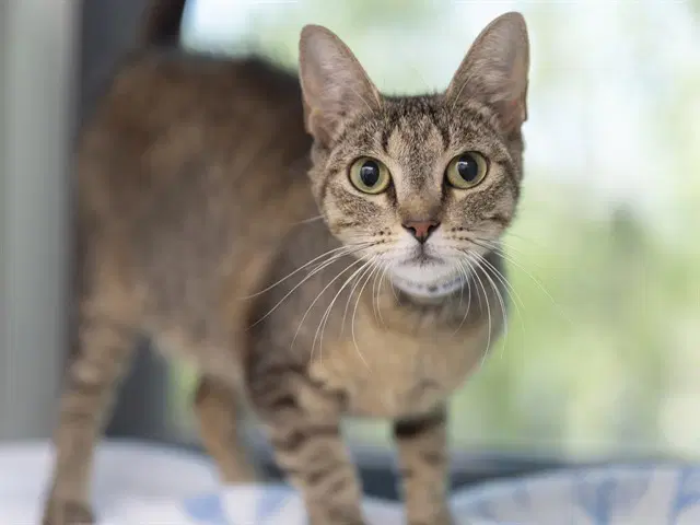 Peanut Butter - Domestic Short Hair