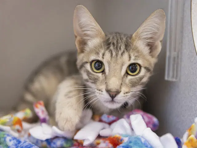 Philly - Domestic Short Hair