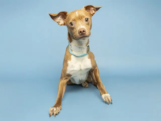 Tony - Chihuahua