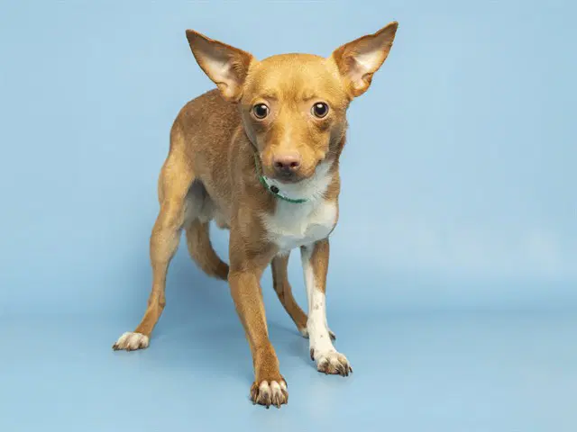 Flaco - Chihuahua