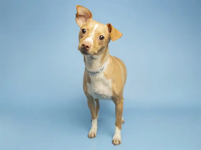 Carmelita - Chihuahua