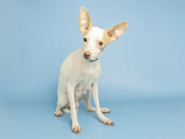 Little Freckles - Chihuahua