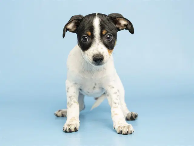 Bugsy - Chihuahua