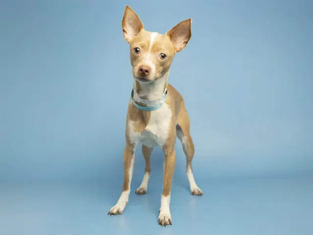 Mi Amour - Chihuahua