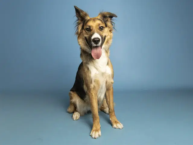 Daisy - Anatolian Shepherd