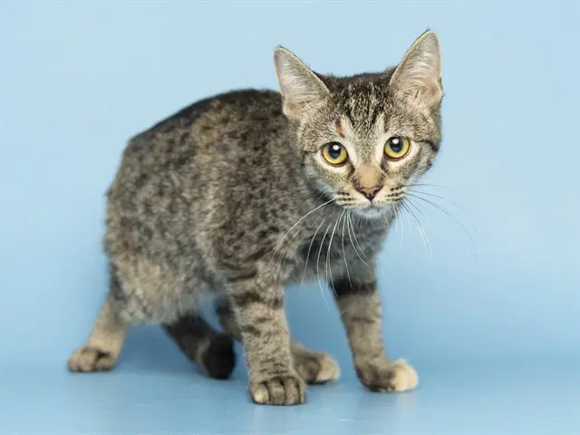 Princess - Domestic Short Hair