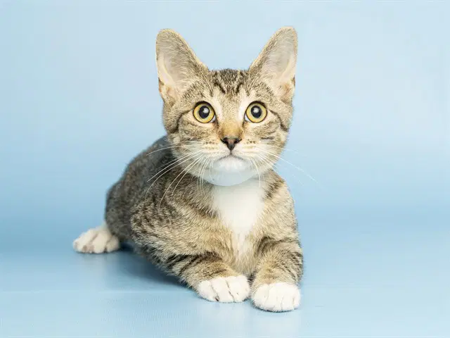 Catrick - Domestic Short Hair