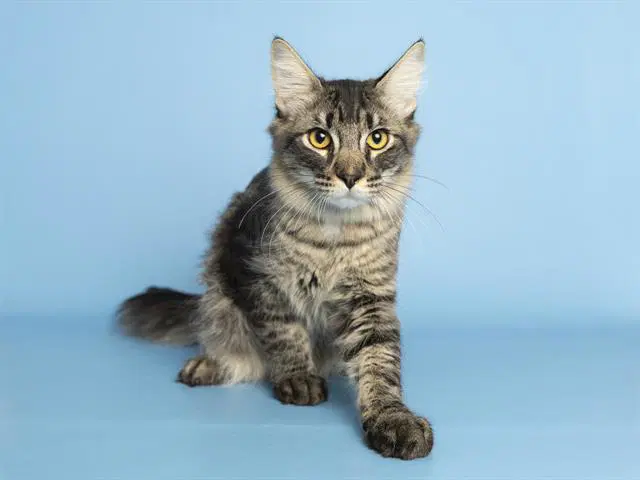 Hank - Maine Coon