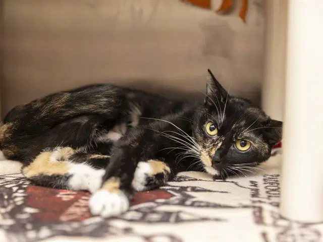 Luma - Domestic Short Hair