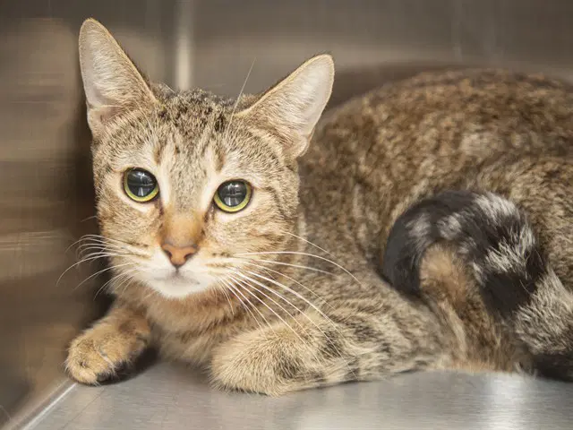 Ophelia - Domestic Short Hair