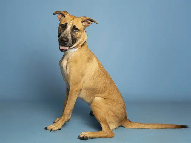 Starfire - German Shepherd Dog