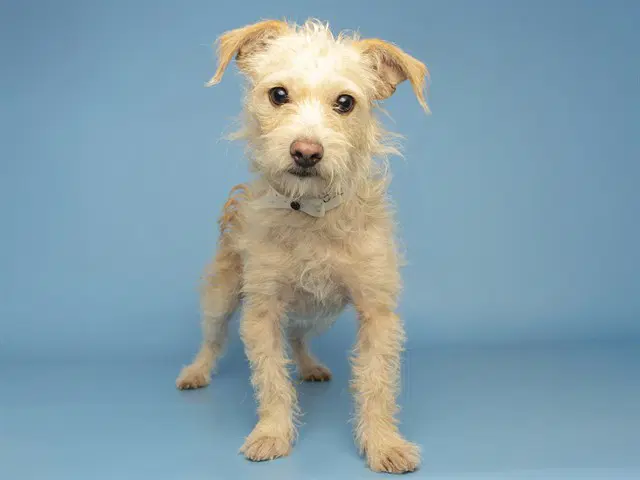 Marcus - Norfolk Terrier