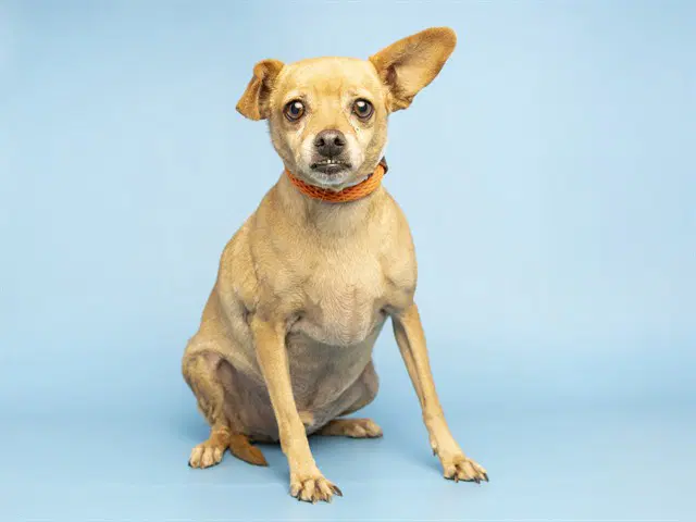 Colby - Chihuahua