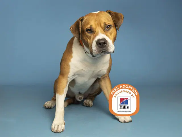 Chase - American Pit Bull Terrier