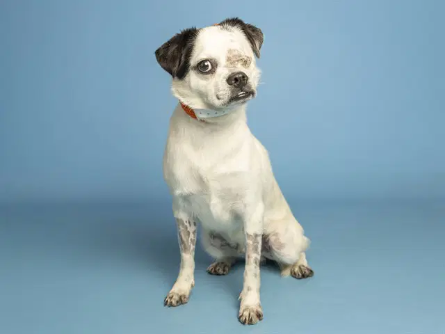 Max - Chihuahua