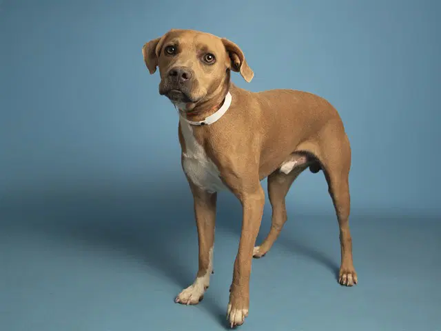 Bruno - American Pit Bull Terrier