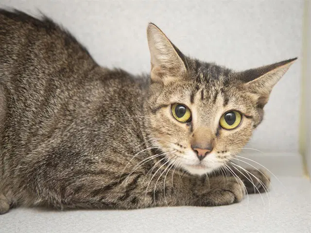 Daria - Domestic Short Hair