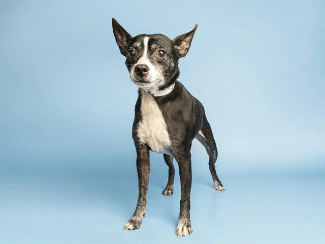 Jr - Chihuahua