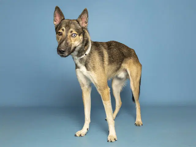 Hendrik - German Shepherd Dog
