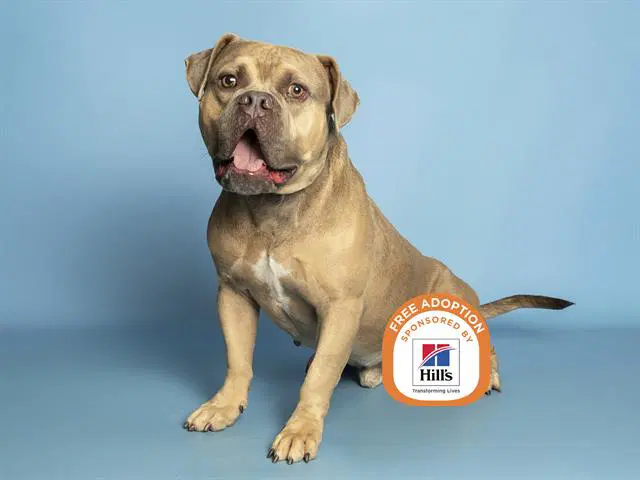 Breakfast - American Bulldog