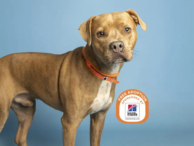 Mister Moose - American Pit Bull Terrier