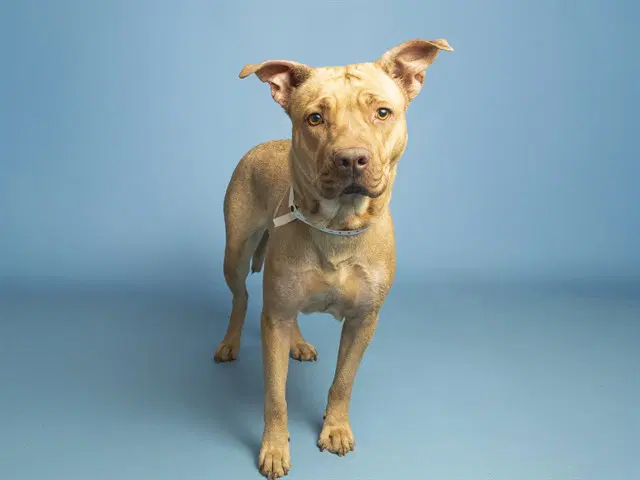Sharpay - Chinese Shar-Pei