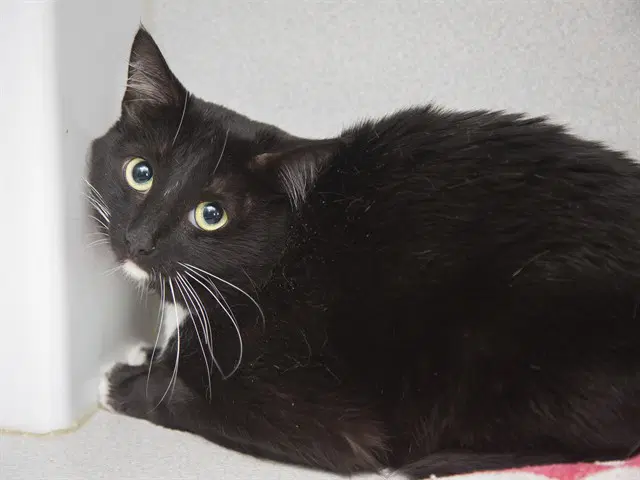 Troop - Domestic Short Hair