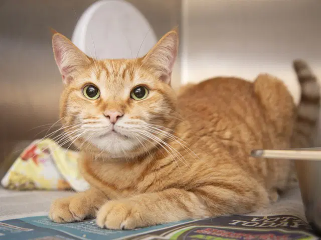Lily - Domestic Short Hair