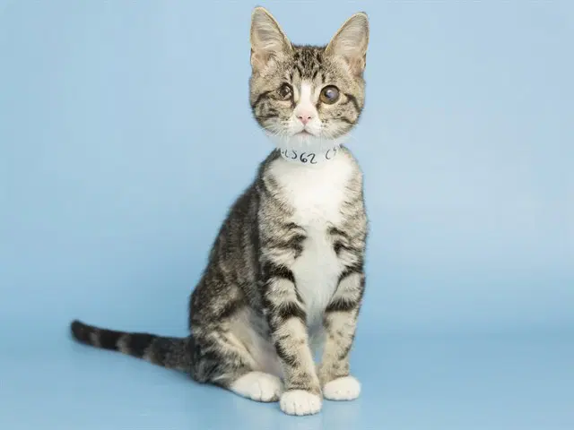 Ham Samwich - Domestic Short Hair