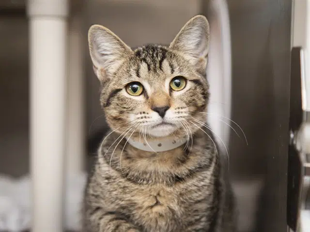 Tabitha - Domestic Short Hair