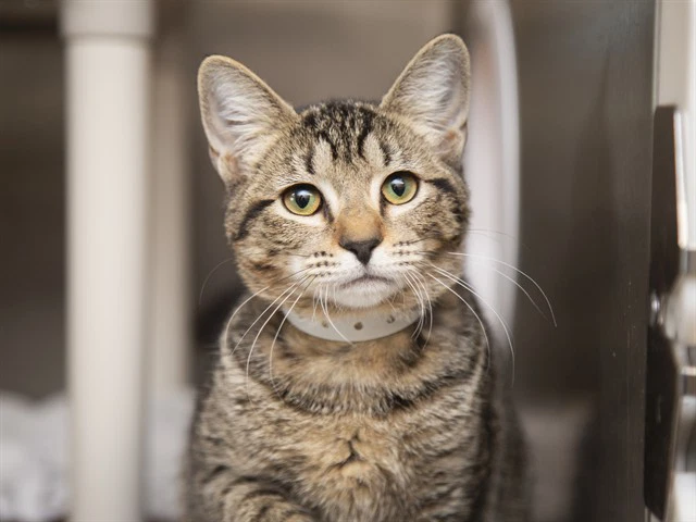 Tabitha