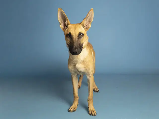 Marina - German Shepherd Dog