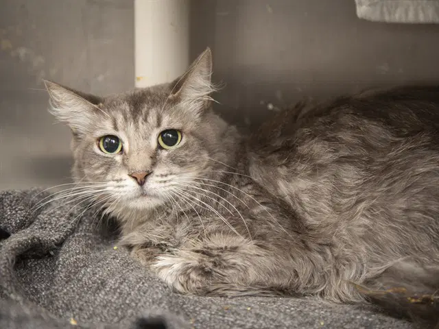 Rosalina - Domestic Medium Hair