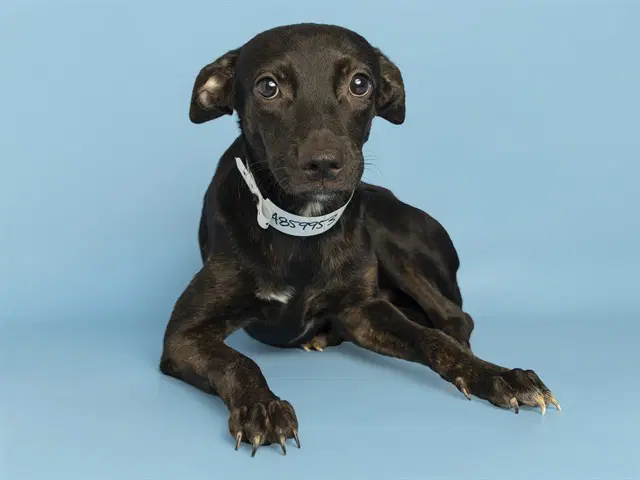 Dolly - American Pit Bull Terrier